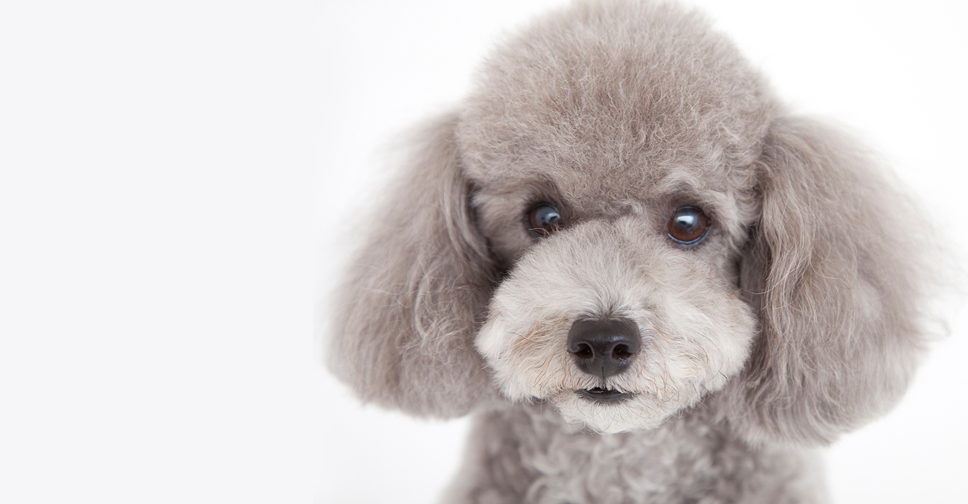 Grooming salon GRADOG（グラドッグ）