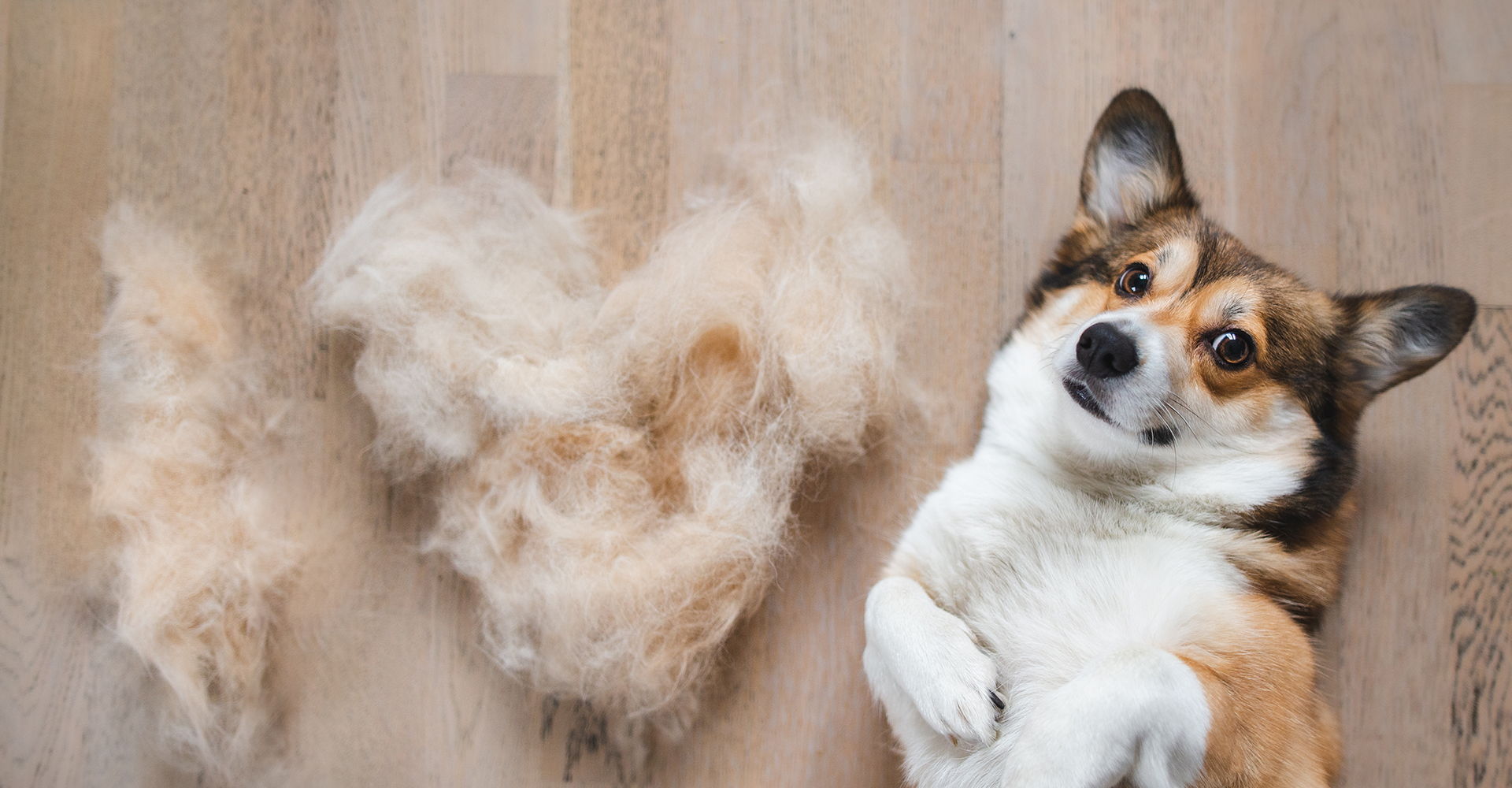 Grooming salon GRADOG（グラドッグ）