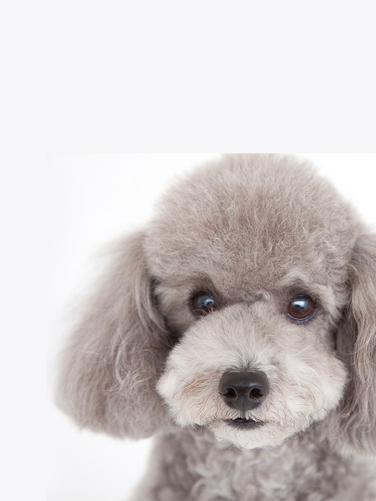 Grooming salon GRADOG（グラドッグ）
