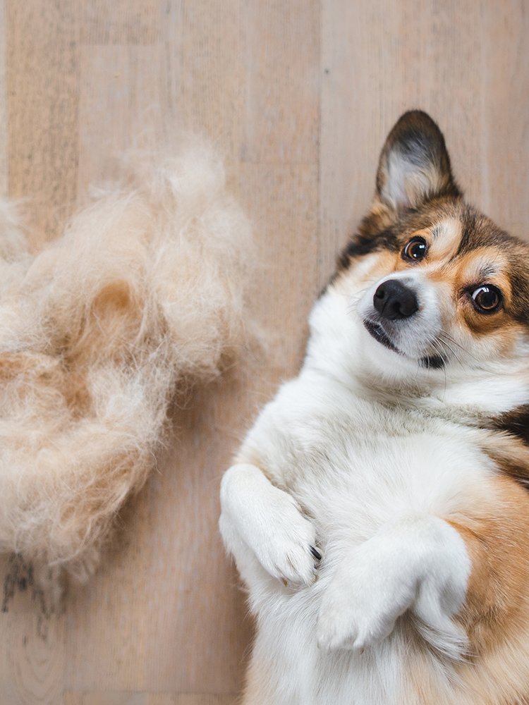 Grooming salon GRADOG（グラドッグ）